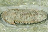 Lower Cambrian Bondonella Trilobite - Issafen, Morocco #381189-2